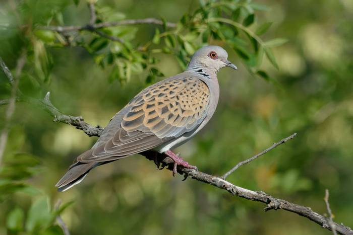 Turtle Dove