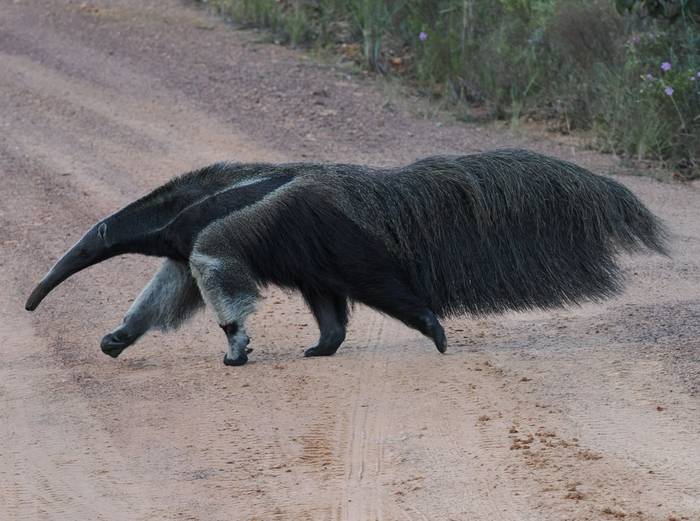 Giant Anteater (Andy Foster)