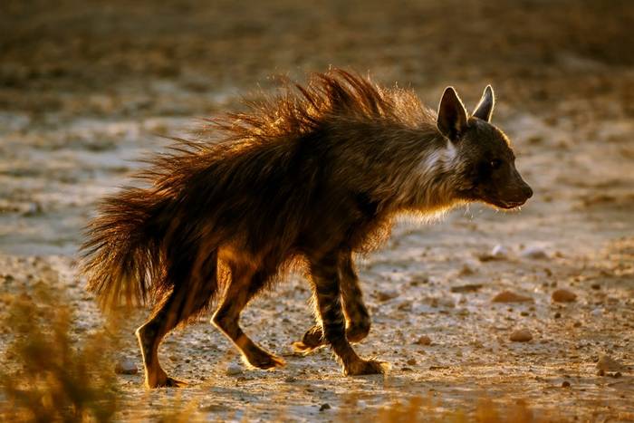 Brown Hyena