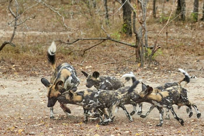 African Wild Dogs (2) (Andrew Griffin)