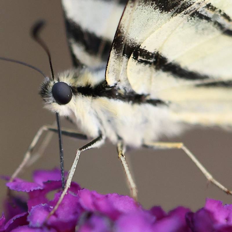 Scarce Swallowtail