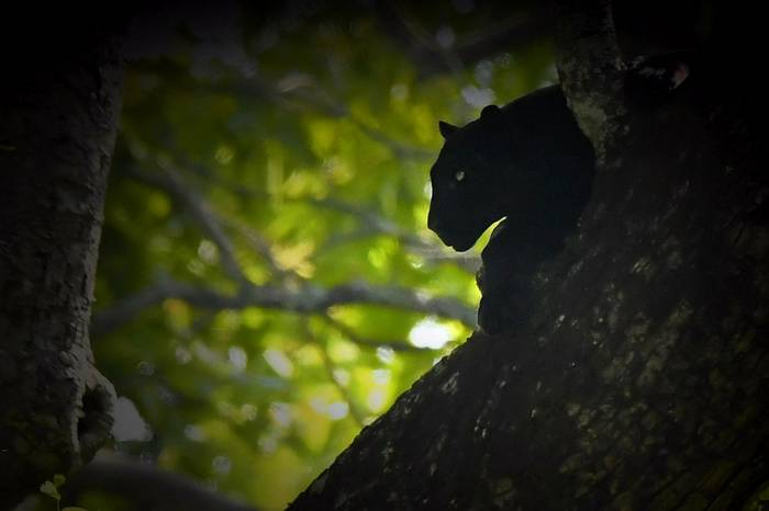 Black Panther (Kaustubh Mulay).jpg