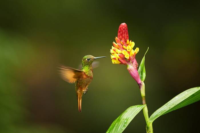 Chestnut-breasted Coronet, Ecuador shutterstock_352651433.jpg