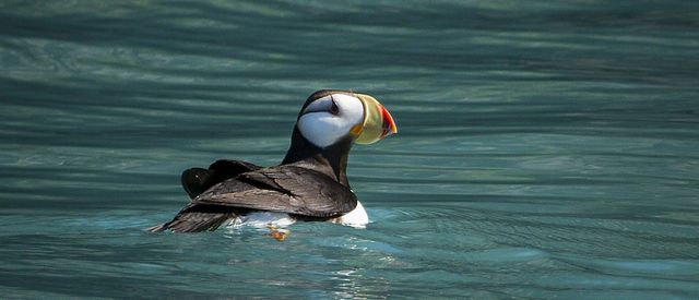 alaska-wildland-adventures-KFGL-Puffin.jpg