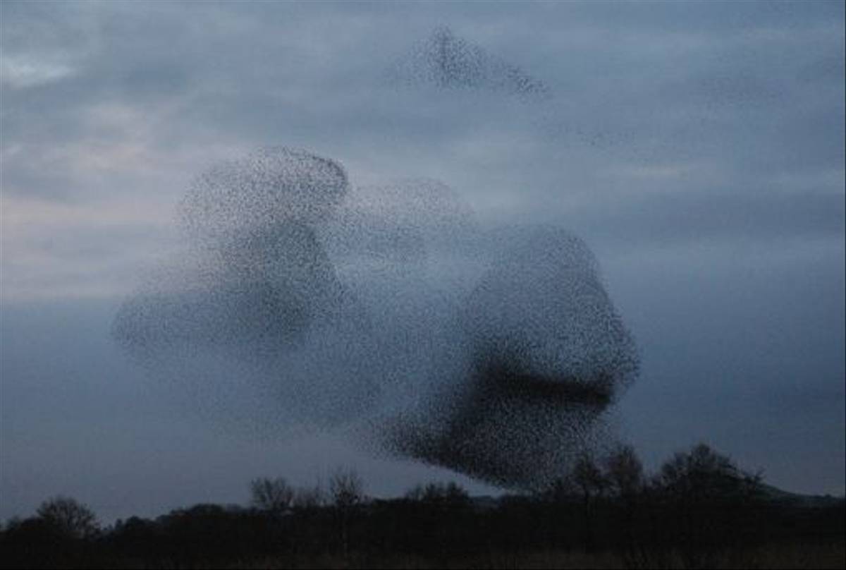 Starlings (Catherine Strong)