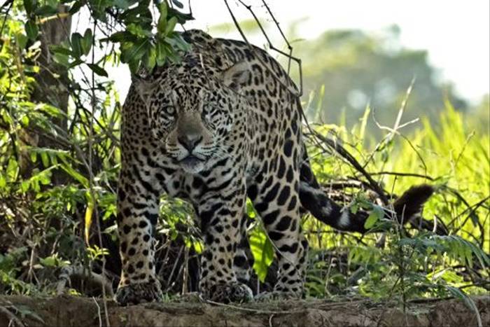 Jaguar (Ian Bruce)