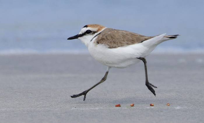 Kentish Plover © Dave Jackson, April 2024 tour