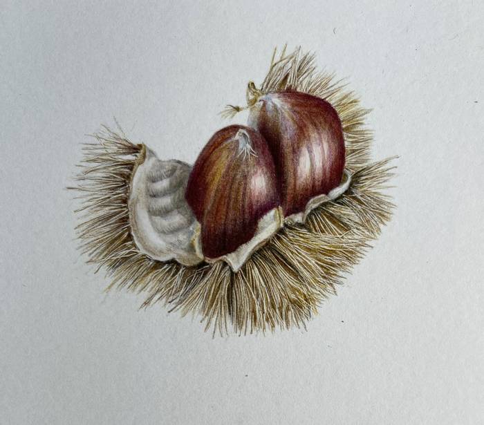 Sweet chestnuts - Helen Ainsworth.JPG