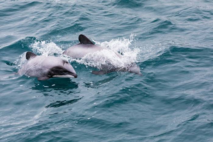 Hector's Dolphins, New Zealand shutterstock_1032530266.jpg