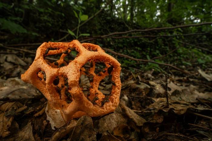 Clathrus ruber © Simone Giachello