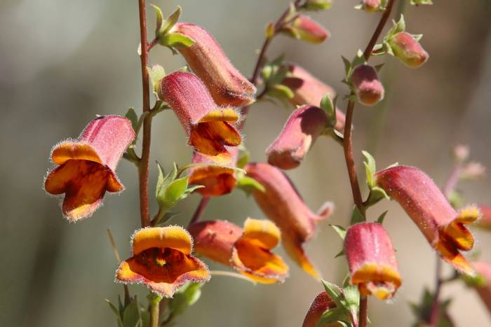 Spanish Rusty Foxglove, Luca Boscain.JPG