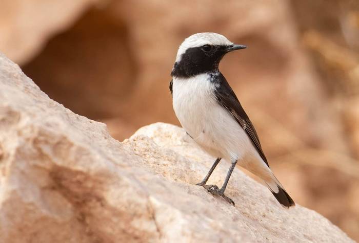 Maghreb Wheatear © Chris Griffin, September 2022