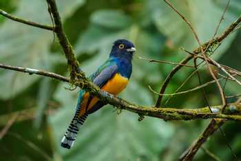 Gartered Trogon