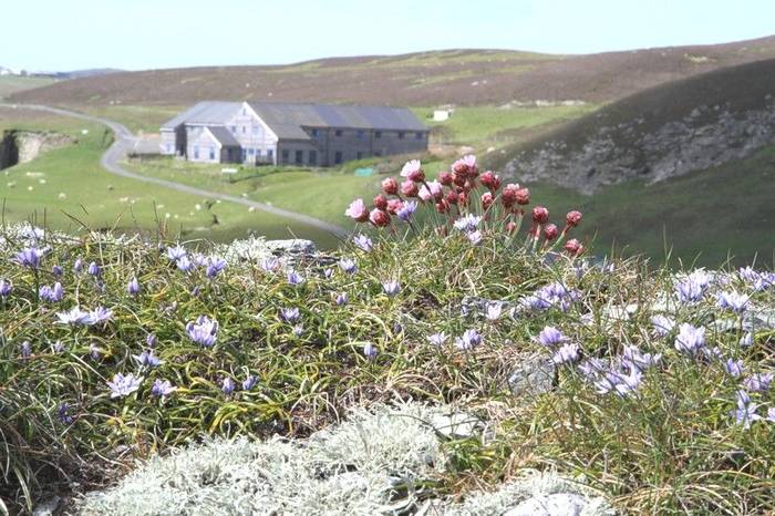 Fair Isle - Thrift and Spril Squill (Ian Andrews).jpg