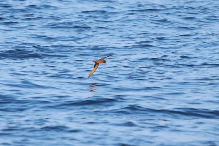 Black Storm Petrel, Luca Boscain.JPG
