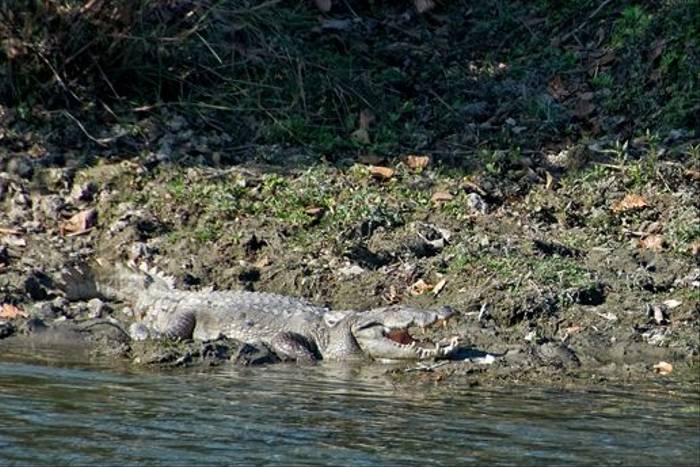 Marsh Mugger Crocodile, Chitwan National Park (Paul Stanbury)