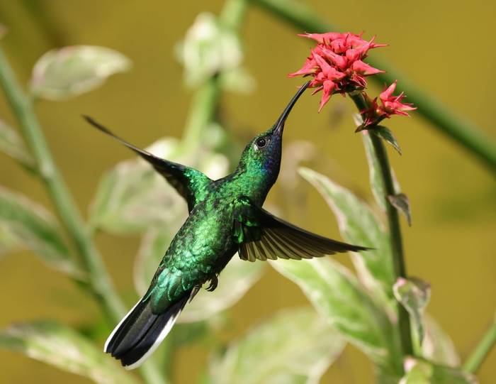 White-tailed Sabrewing (John Moseley).jpg