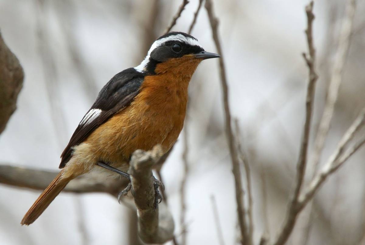Moussier's redstart