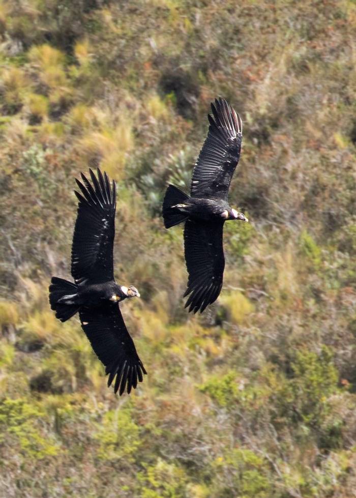 Andean Condors (Nathaniel Dargue) (2).jpg
