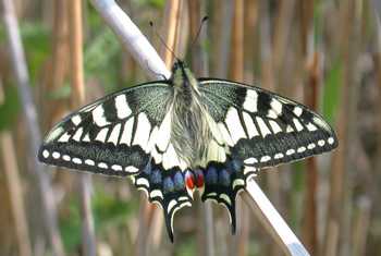 Swallowtail.JPG