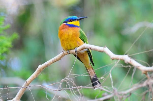 Blue-breasted Bee-eater, Gabon shutterstock_1703891431.jpg