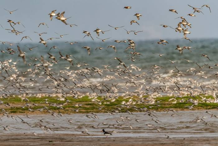Knot in Norfolk shutterstock_655110820.jpg