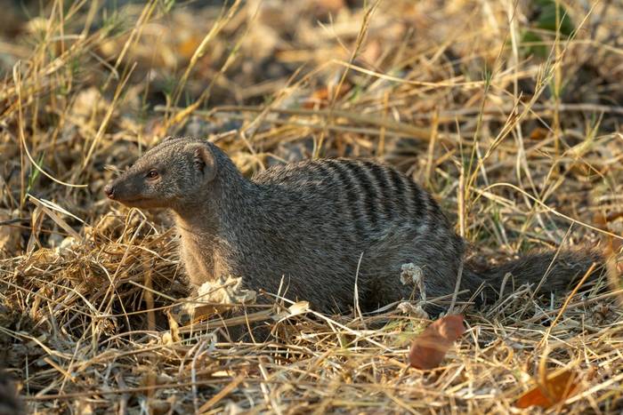 Banded Mongoose © Will Crombie, October '25 tour.jpg