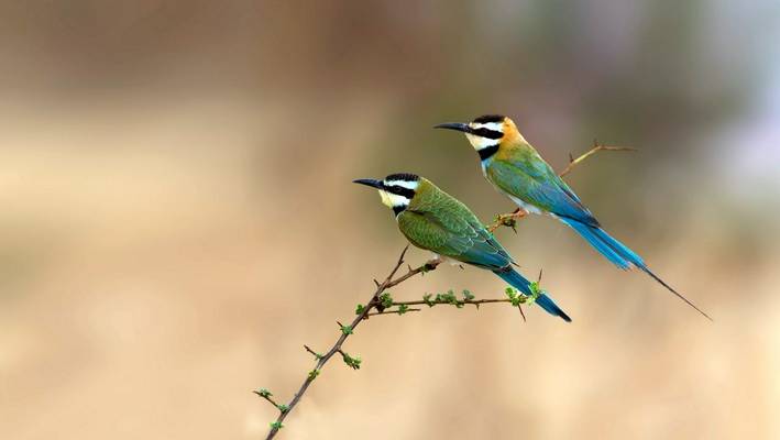 White-throated Bee Eater shutterstock_477620263.jpg