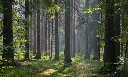 Białowieża Forest Bialowieza Forest, Poland: Best Things to Do – Top Picks