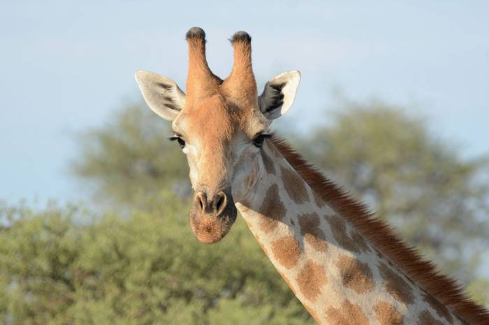 Giraffe (Rob Thatcher)