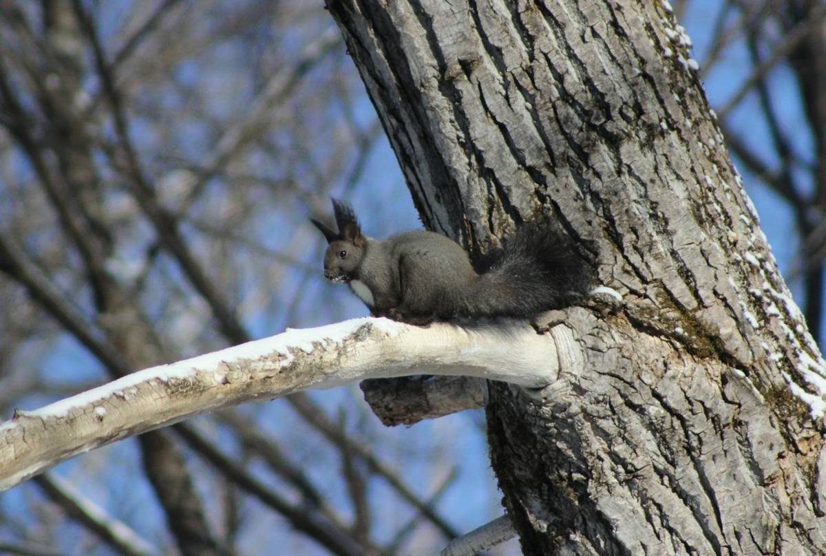 The Dark Local Form Of Eurasian Red Squirrel