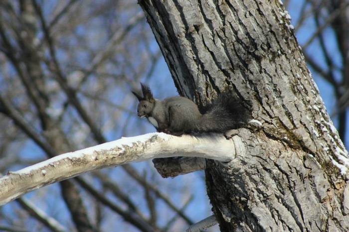 The Dark Local Form Of Eurasian Red Squirrel