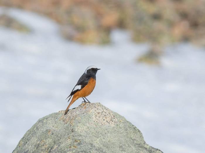 White-winged Redstart (Soaring Expeditions)