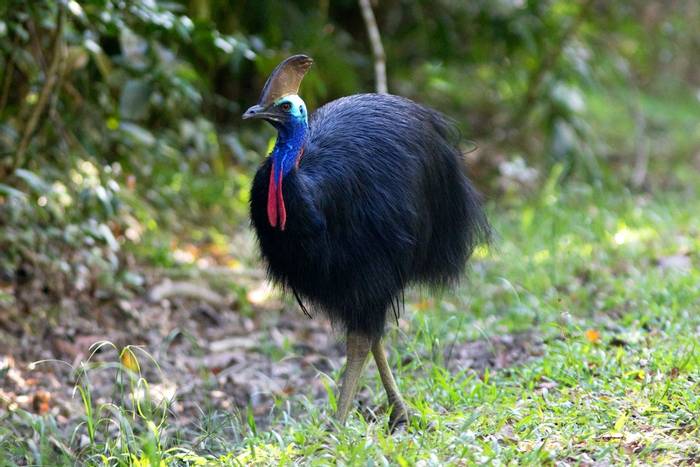 Cassowary, Daintree region, Qld © Steve Wilson