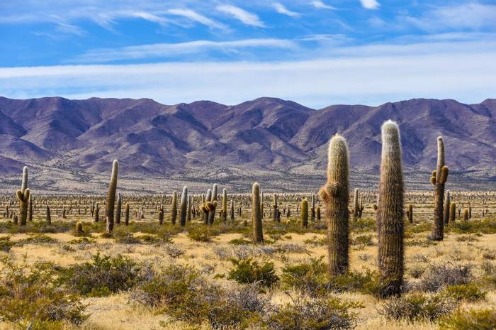 Cactus forest in los Cardones National Park near Cachi, Argentina shutterstock_365985968.jpg