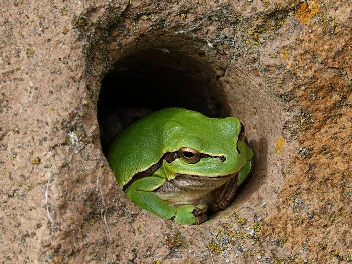 Eastern Tree Frog (Hyla orientalis)