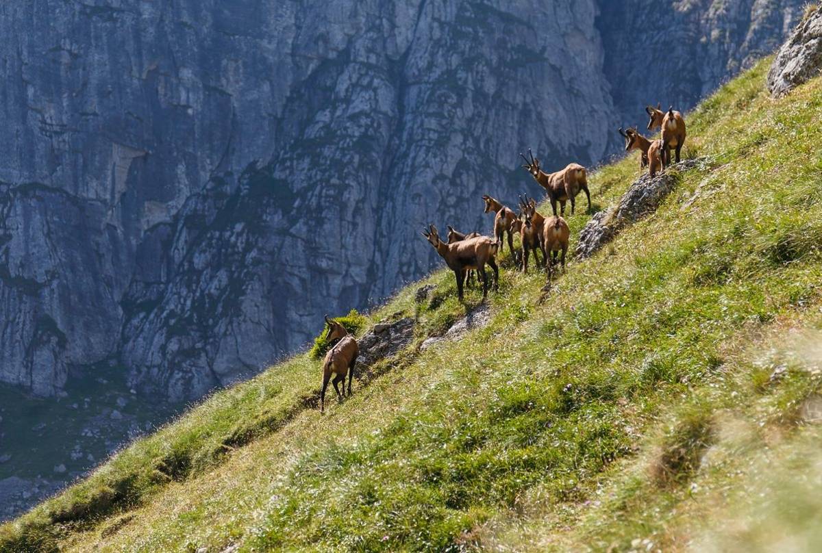 Chamois, Carpathian Mountains, Romania Shutterstock 1091287208