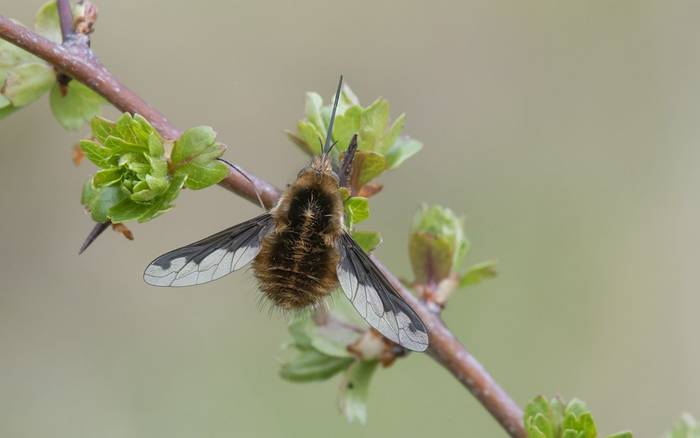 Dark-edged Bee-fly (Bob Eade)