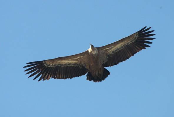 Griffon Vulture