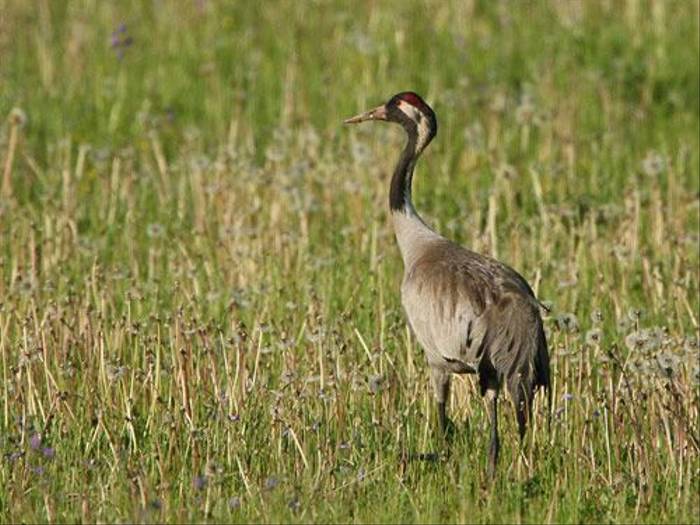 Common Crane (Glyn Sellors)