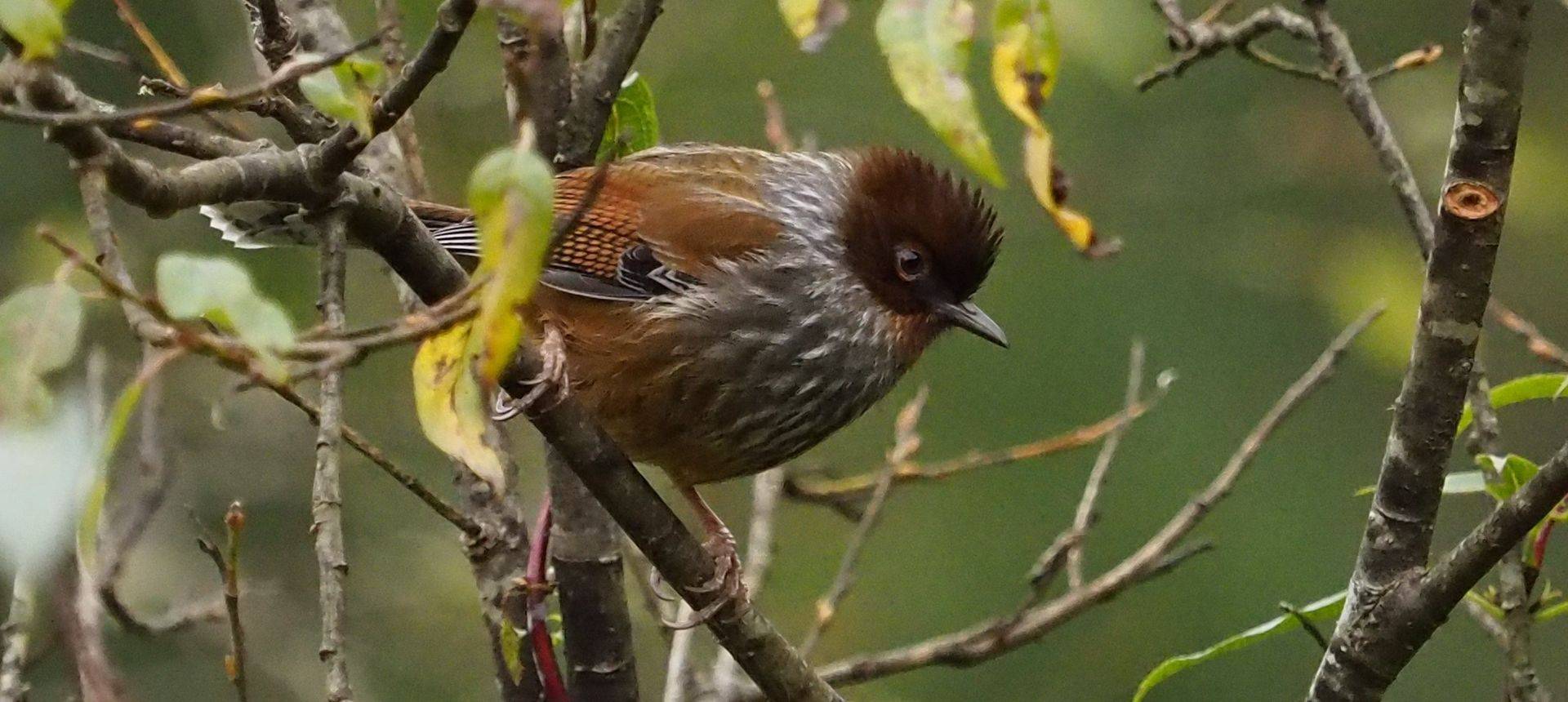 Taiwan Barwing by Paul Gallagher