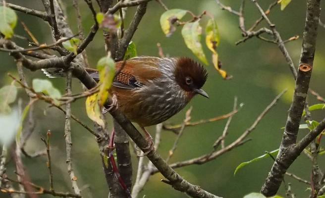 Taiwan Barwing by Paul Gallagher