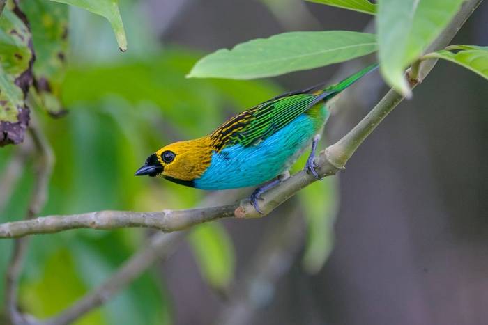 Gilt edged Tanager