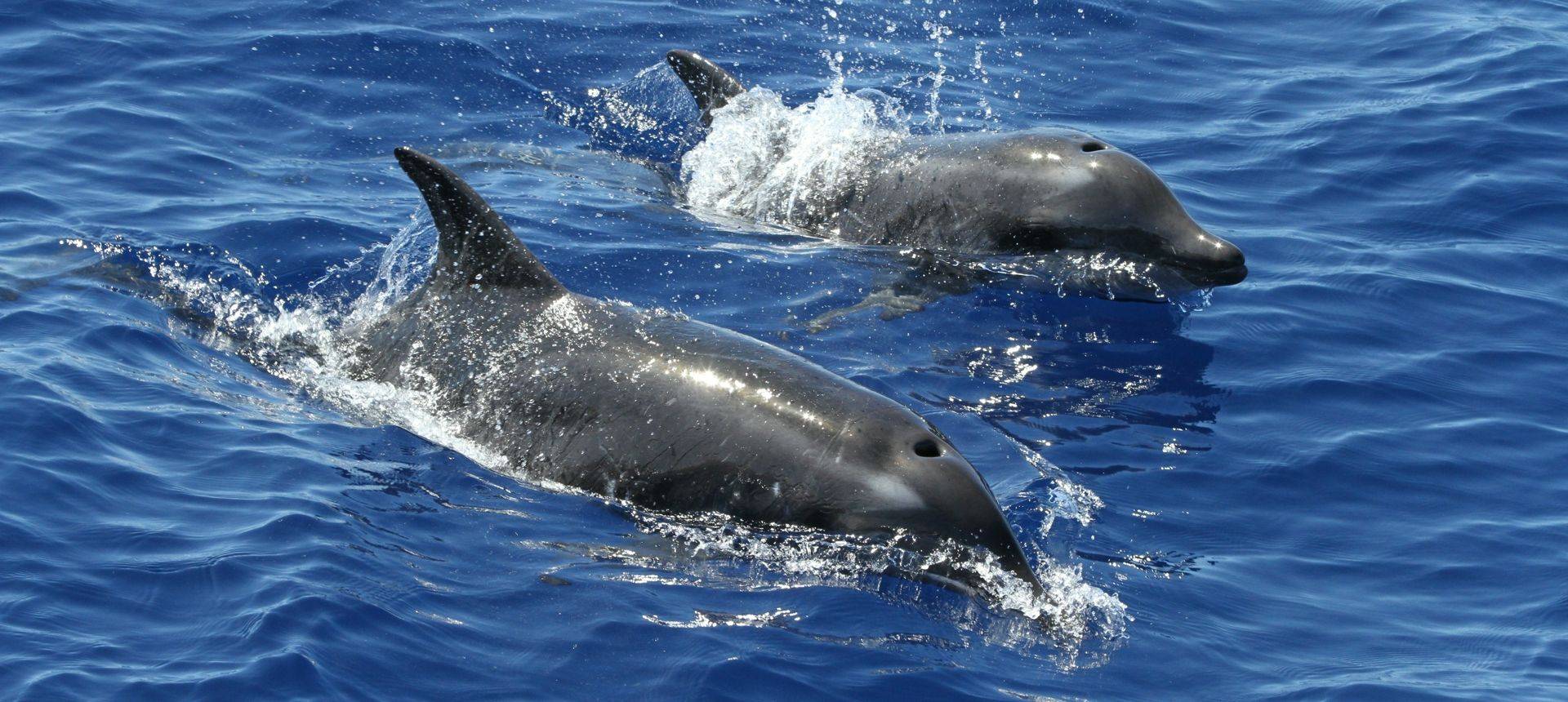 Naturetrek Wildlife Holidays - The Canaries - Whales, Dolphins & Other ...