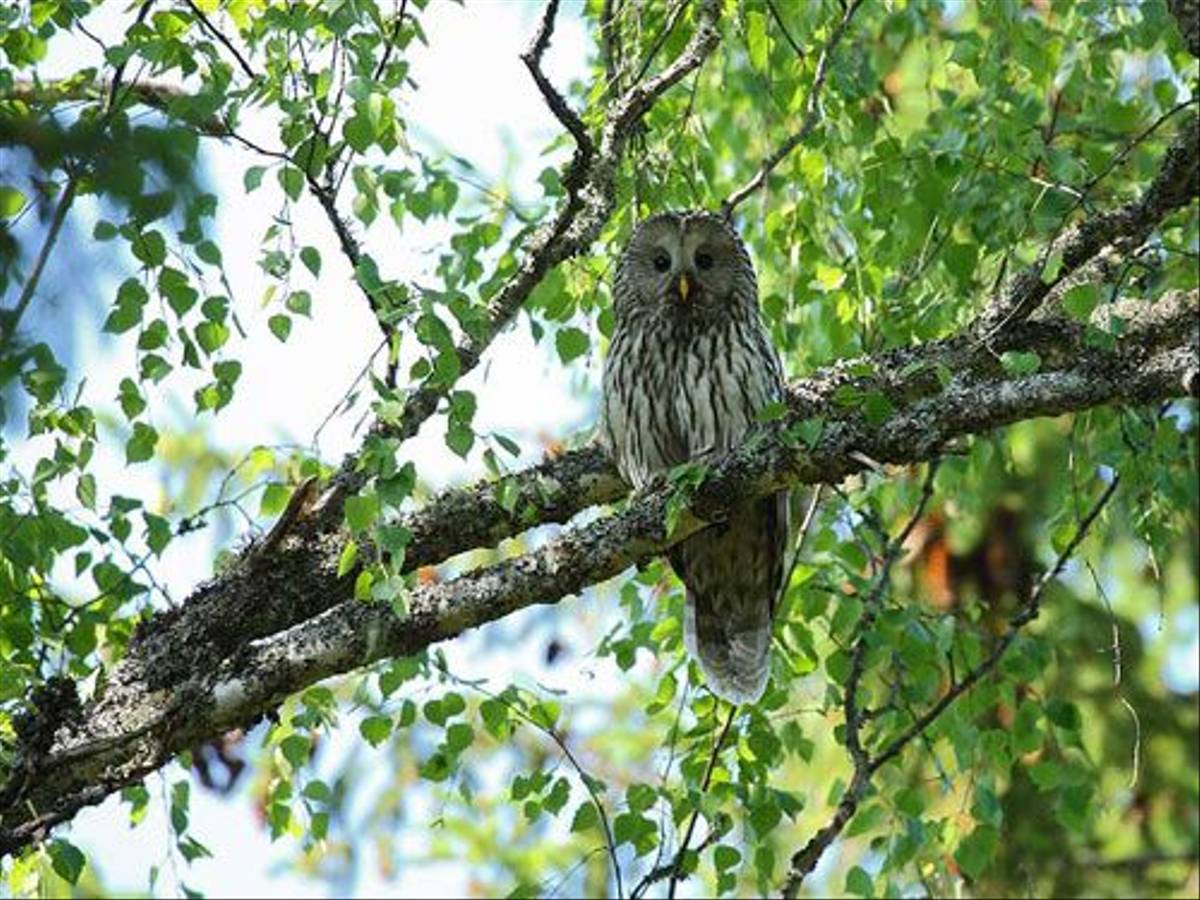 Ural Owl (Glyn Sellors)