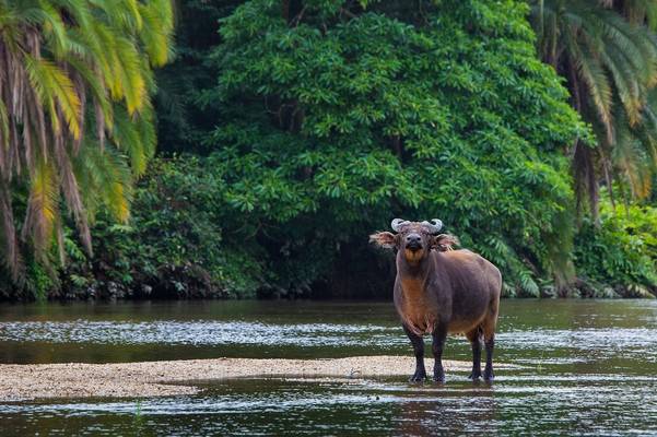 Forest Buffalo