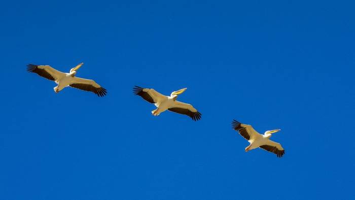 Great White Pelicans in formation, Marcus John.jpg