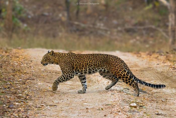 Leopard © Swanand Deshpande