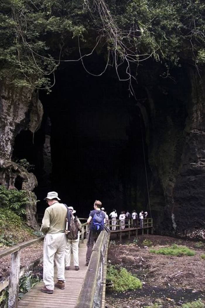 Gomantong Caves (Dani Free)