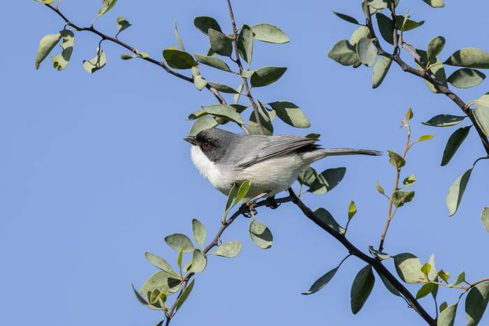 Black-capped Warbling Finch © James Warren, May 2026.jpg